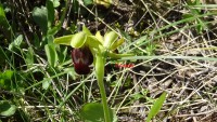 /album/wildflowers/dsc00021-antigrafi-jpg/